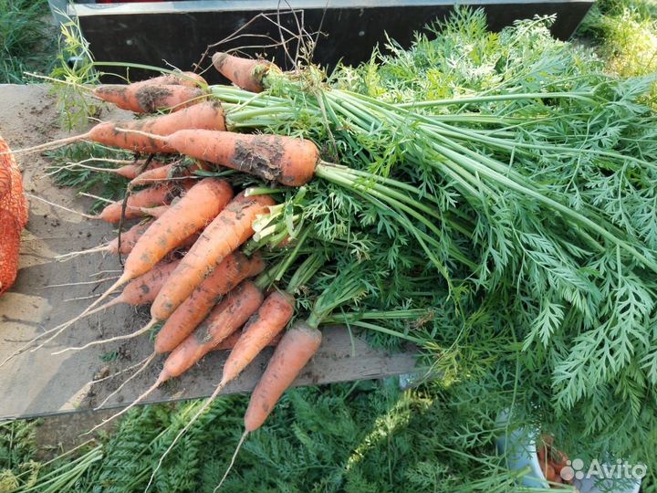 Продам картофель