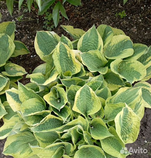 Хосты, многолетники