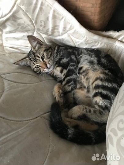 Котенька ищет дом