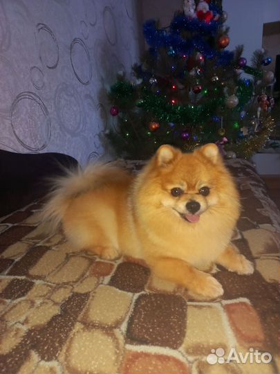 Малый немецкий шпиц
