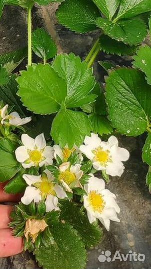 Готовый бизнес по выращиванию клубники и рассады