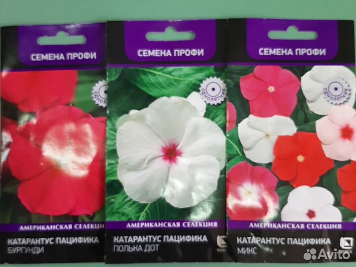 Катарантус семена