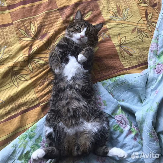 Отдам кота в добрые руки