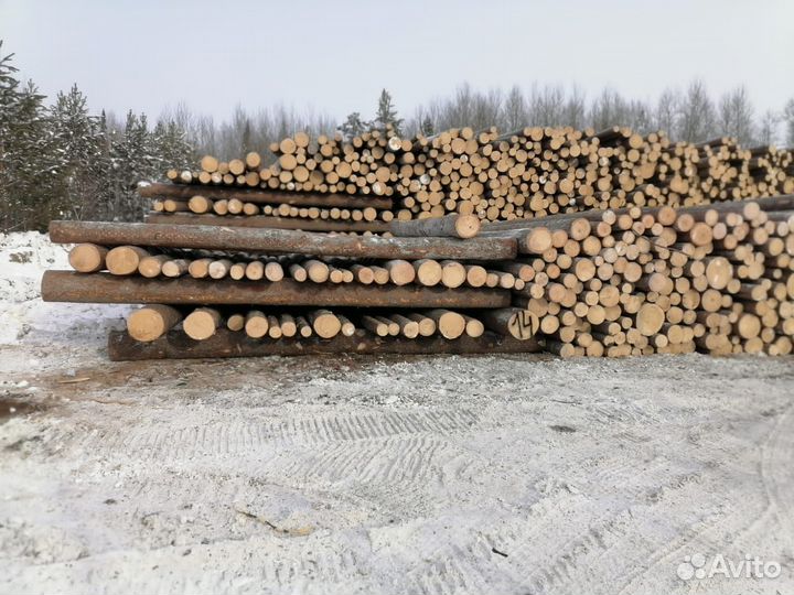 Лиственница кругляк