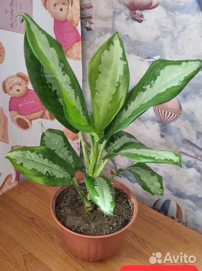 Аглаонема Паттая Бьюти