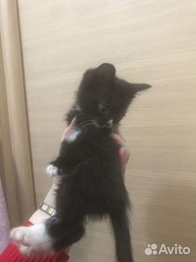 Отдам котенка