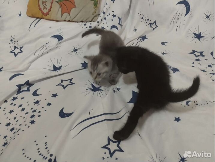 Продам котят