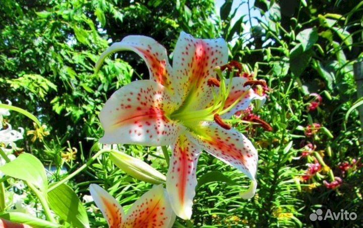 Лилия саженцы Эксельсиор