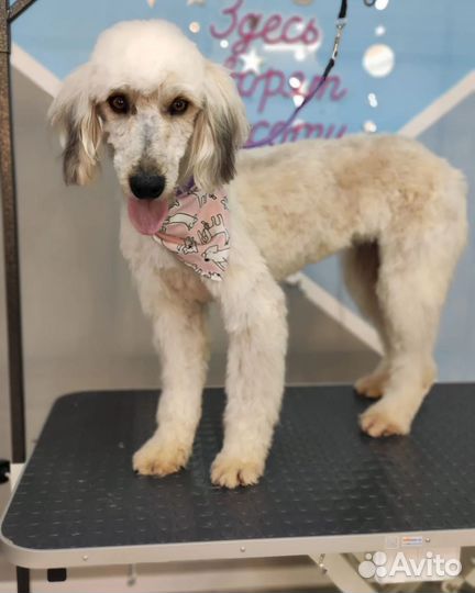 Собака Гера в добрые руки