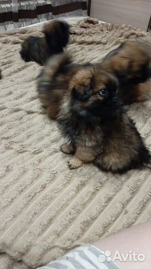 Щенки пекинеса