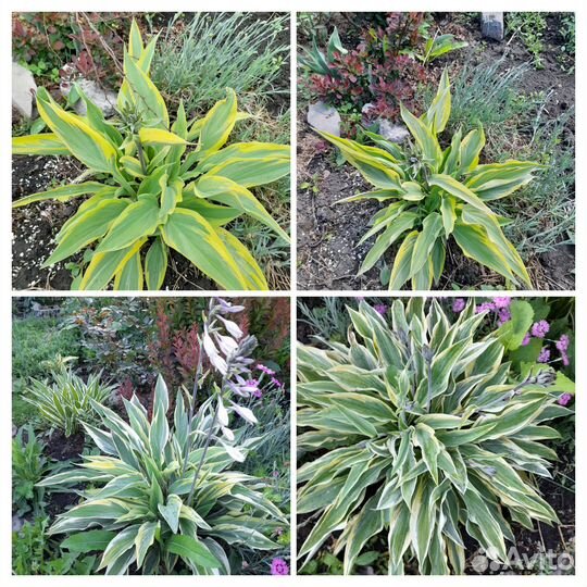 Продам хосты в горшках