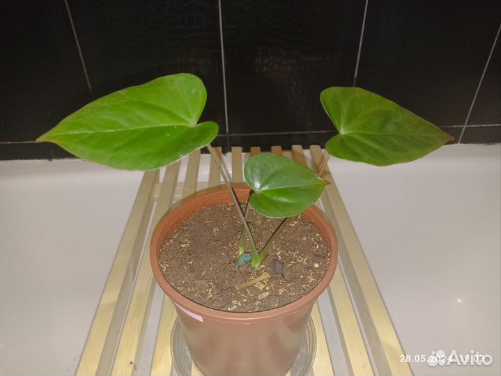 Антуриум семпре