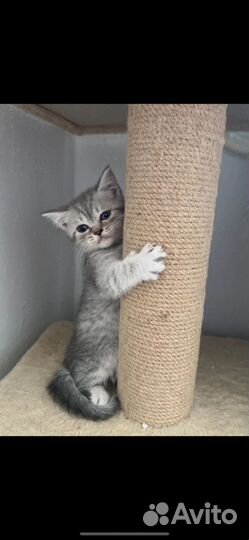 Британские котята