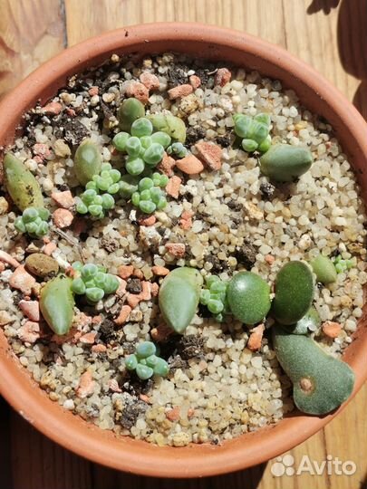 Горшочек с суккулентами