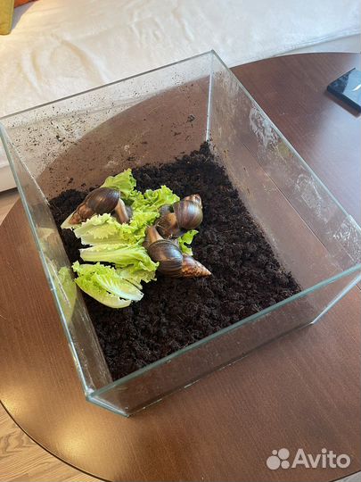 Улитки ахатины большие