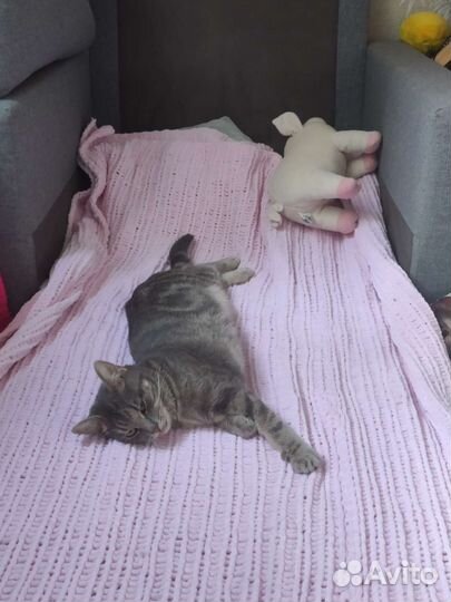 Кошка в добрые руки