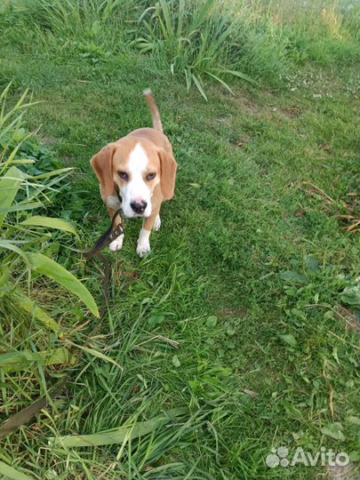 Бигль в добрые руки