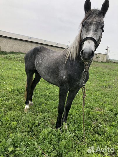 Продам жеребца