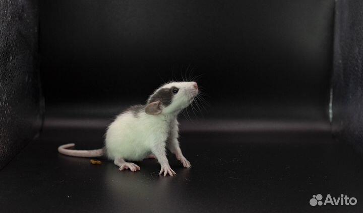 Крыса. Крысята. Дамбо крыса. Питомник