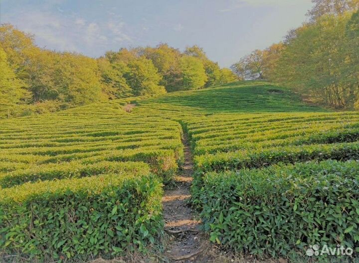 Эко-парк со Слонами