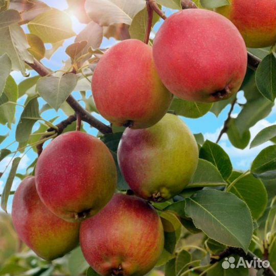 Груша летняя Красуля