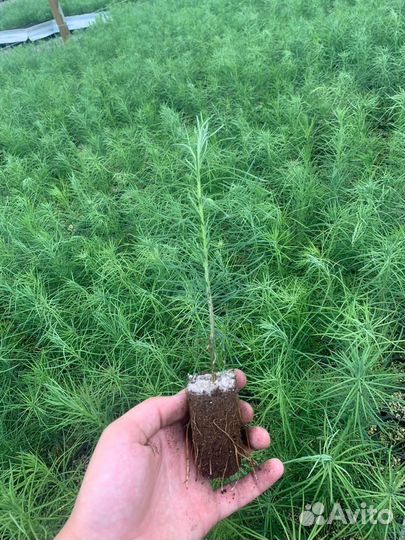 Сеянцы сосны