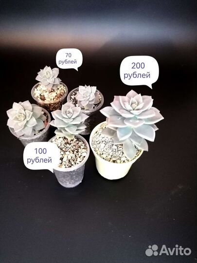 Суккуленты. Кактусы