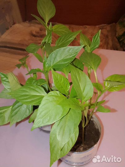 Сингониум, традесканция, каланхоэ, хлорофитум