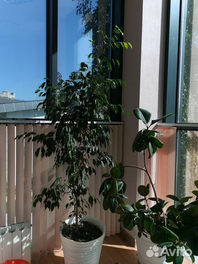 Продам фикус