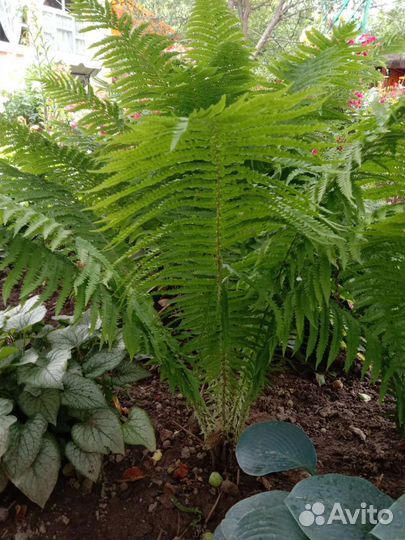 Папоротник садовый