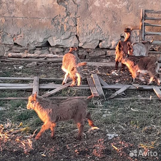 Козлотур