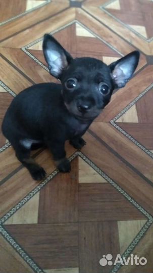 Мини той-терьер щенки