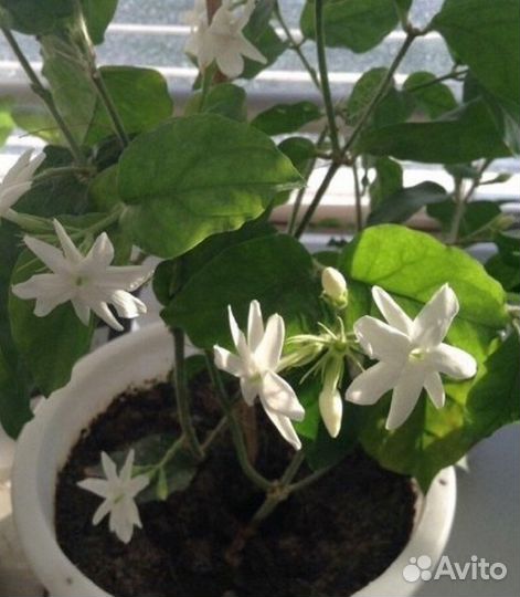 Жасмин самбак