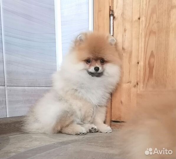 Щенки померанского шпица
