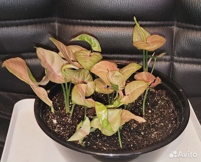 Сингониум neon pink