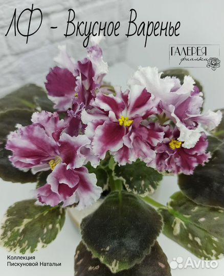 Детки и стартеры сортовых фиалок. Новинки. Почтой