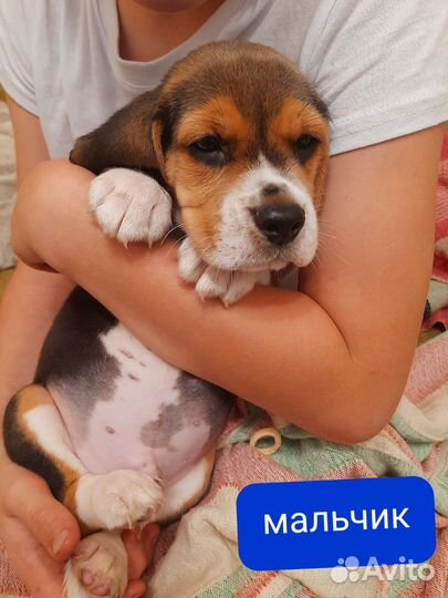 Бигли детки