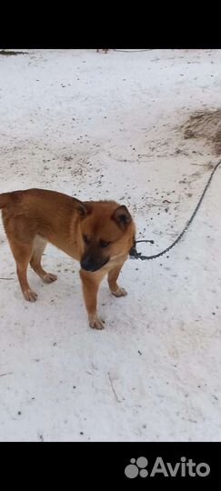 Кобелек необычного раскраса