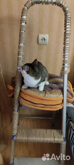 Отдам бесплатно