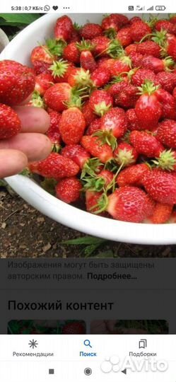 Клубника ремонтантная
