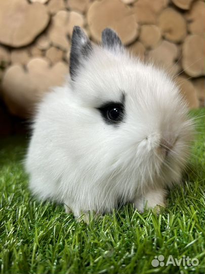 Самый большой выбор карликовых кроликов