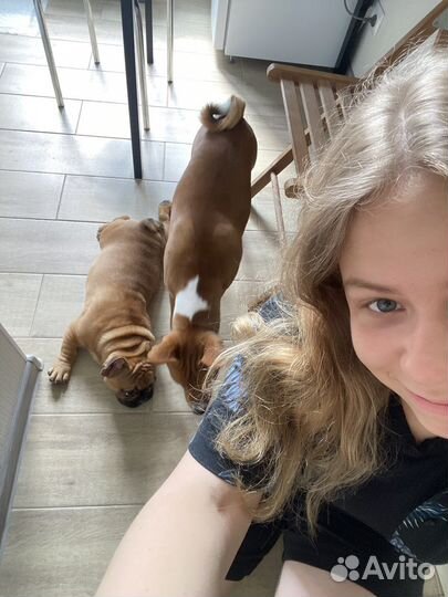 Выгульщик собак