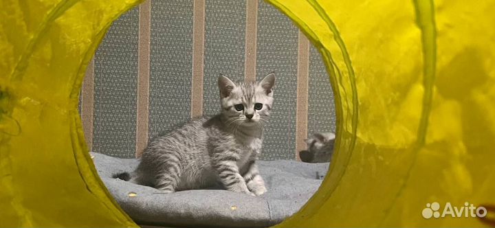 Британские котята