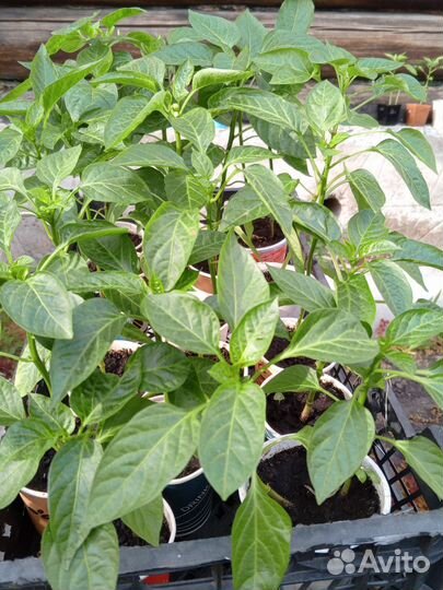 Рассада помидор, перца