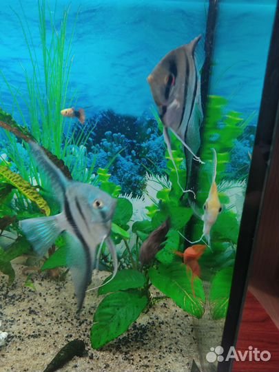 Аквариум 100 литров