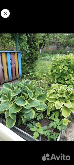 Хоста (деленка)