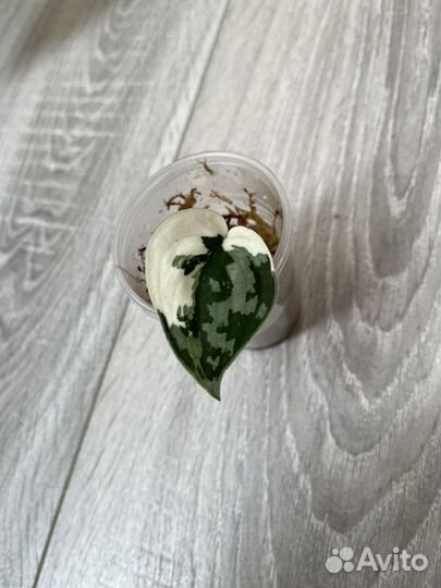 Сциндапсус маяри