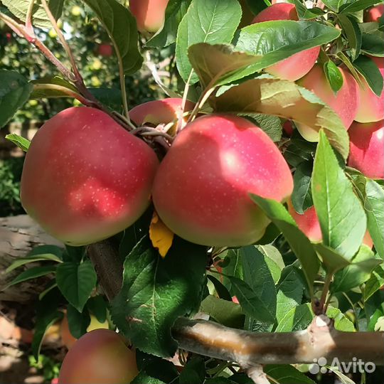 Яблоки домашние