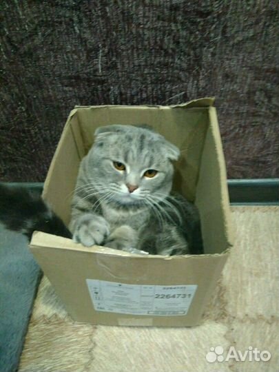 Вислоухий британец