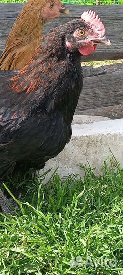 Чёрный маран